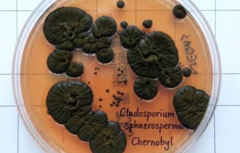 hongos negros chernobyl