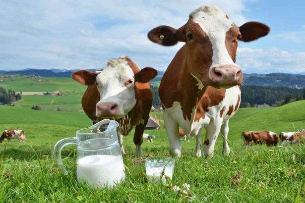 leche de vaca
