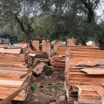madera ilegal asegurada tlalpan (1)
