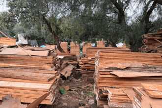 madera ilegal asegurada tlalpan (1)