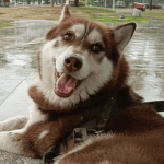 pensión alimenticia perros