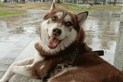 pensión alimenticia perros