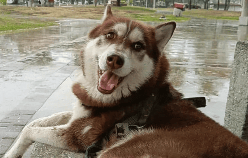 pensión alimenticia perros
