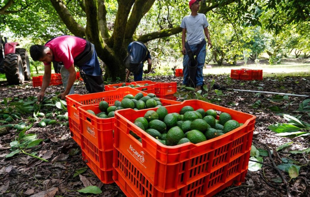 aguacate michoacan exportacion