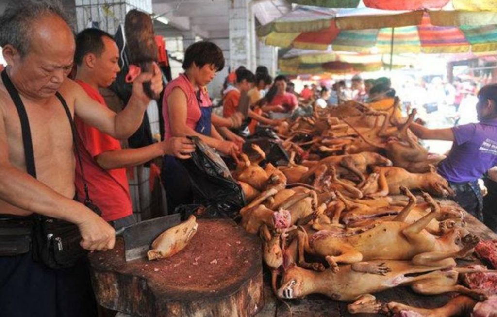 carne de perro en corea