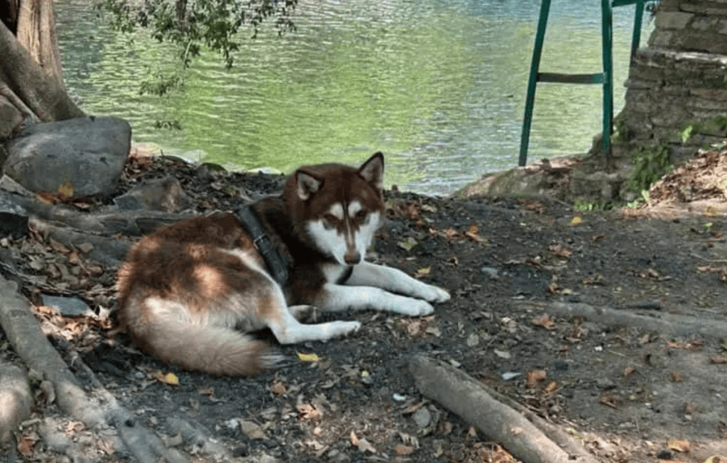 pensión alimenticia perros 2