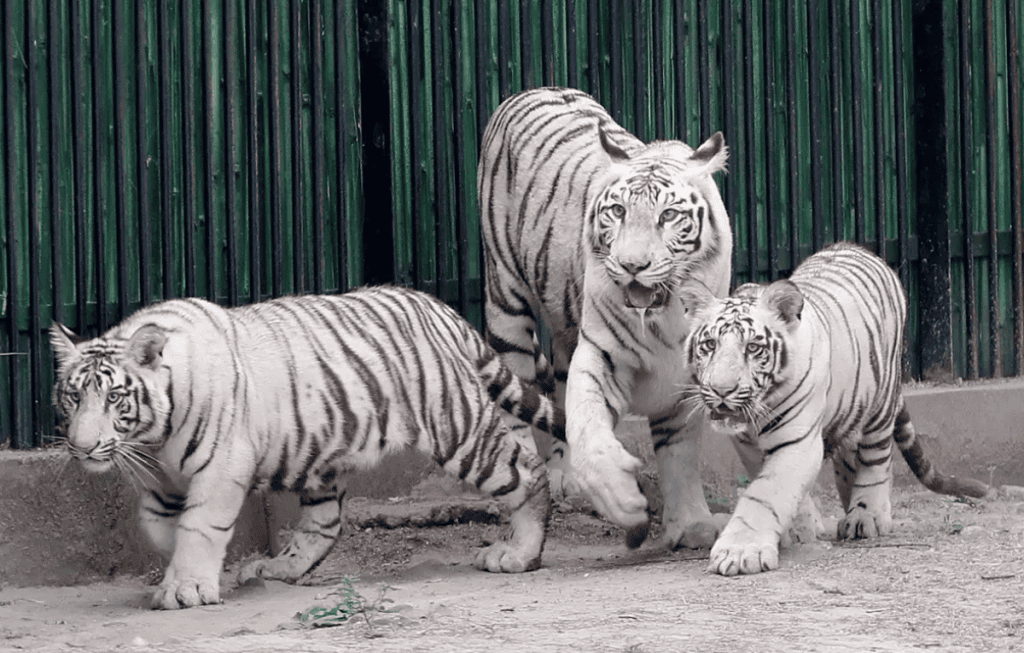 Aseguran Tigre Blanco en Iztapalpa. Foto: especial