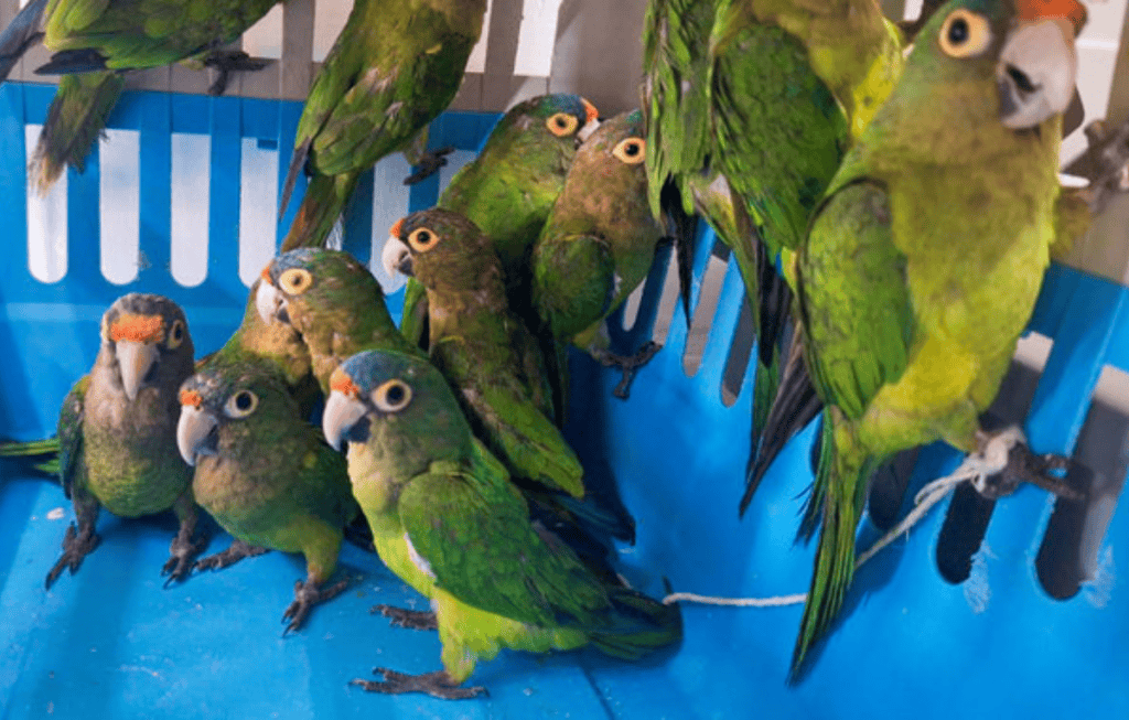 Trafico de animales en México. Foto: Profepa