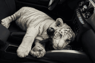 Aseguran Tigre Blanco en Iztapalpa. Foto: especial